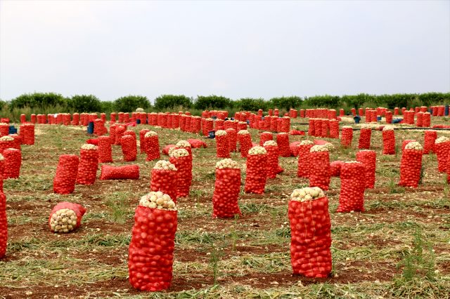 Adana’da turfanda soğanda rekor artış