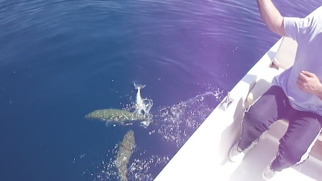 Akdeniz’i istila eden balon balığı, denizde yüzenleri de korkutuyor