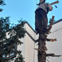 Özserinyol Apartmanı Yöneticisinin ağaç katliamı…