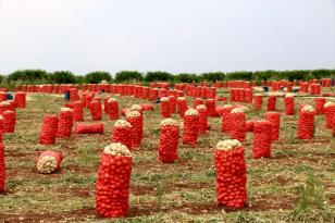 Adana’da turfanda soğanda rekor artış