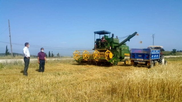 Adana’da arpa ve buğday hasadı başladı