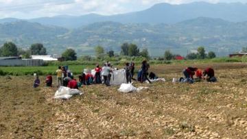 ÇİFTÇİ PATATESTEN UMDUĞUNU BULAMADI