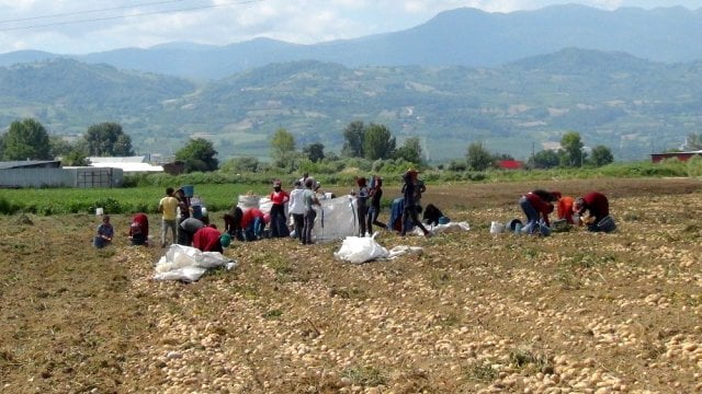 ÇİFTÇİ PATATESTEN UMDUĞUNU BULAMADI