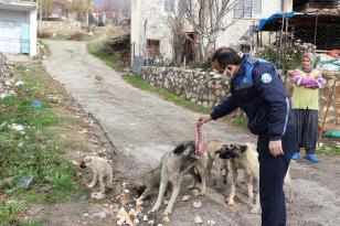 Pozantı Belediyesi Sokak Hayvanlarını Unutmuyor