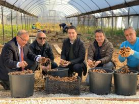 Seyhan Belediyesi Zerdeçal üretiminden yüksek verim elde etti