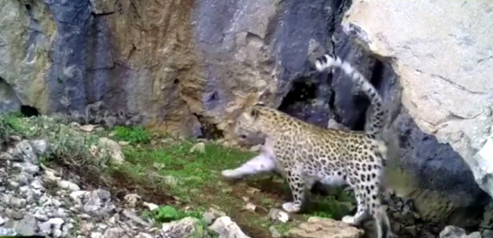 Toroslar’da leopar görüntülendi