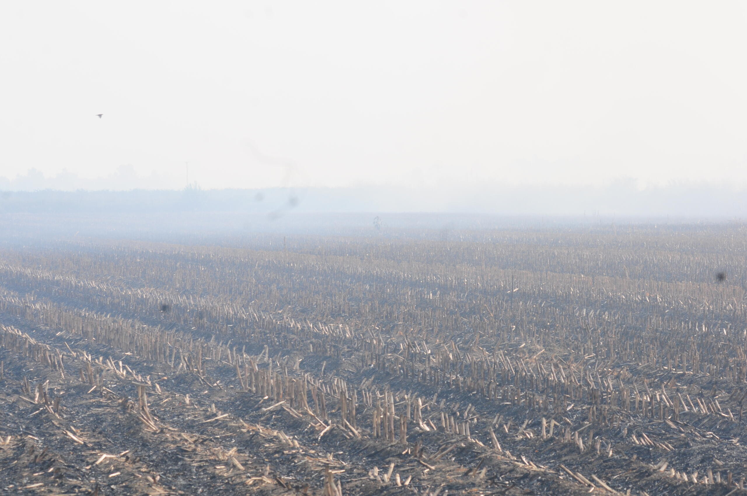 KORKUT’TAN “ANIZ YAKMAYIN” UYARISI!