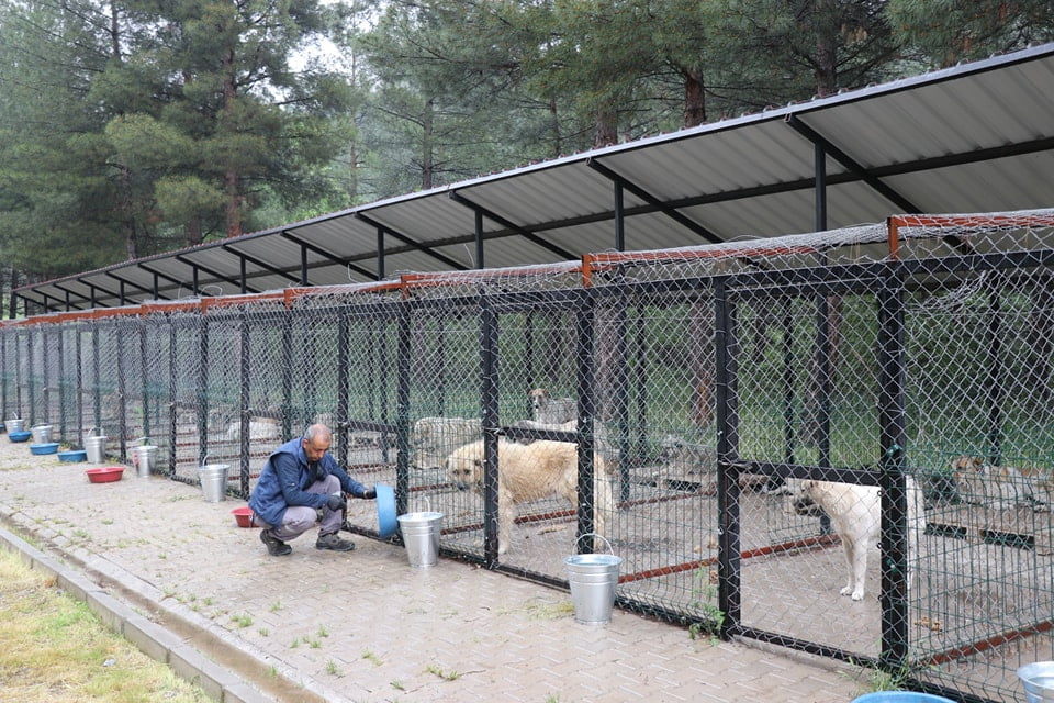 Belediye Destekli 1.000 Köpek Kısırlaştırma Projesi Başladı